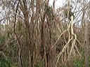 dsc00484